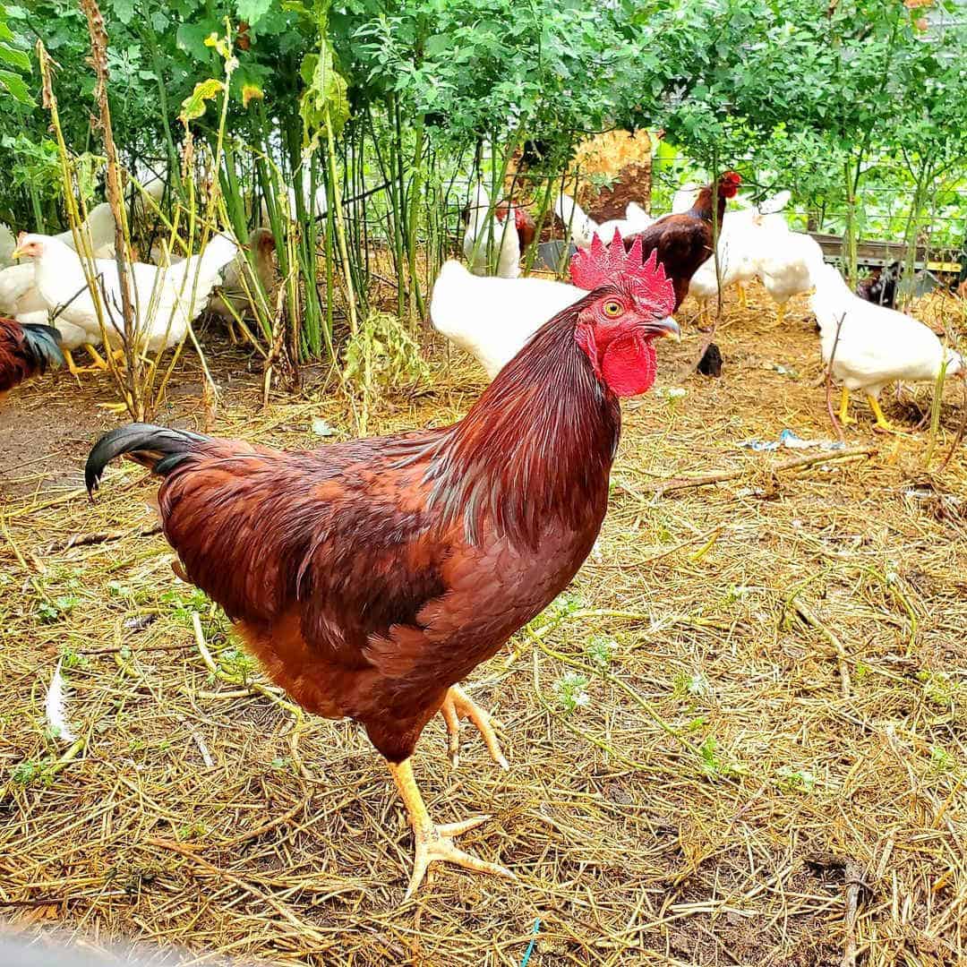 heritage breeds of chickens