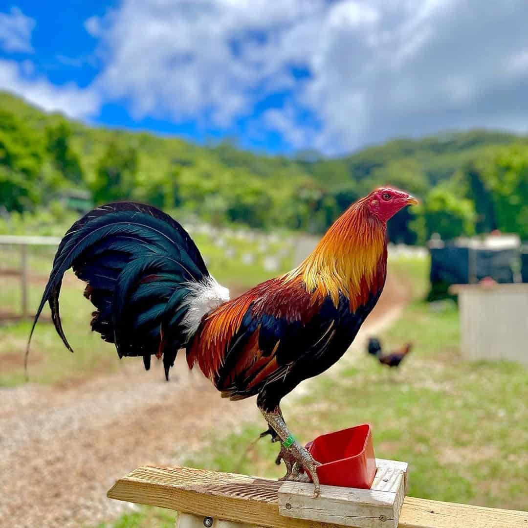 heritage chicken breeds