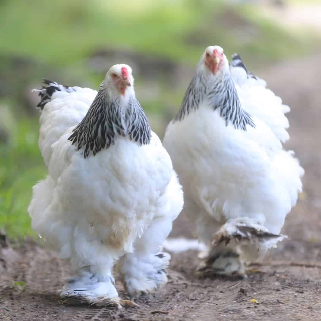 heritage chickens breeds