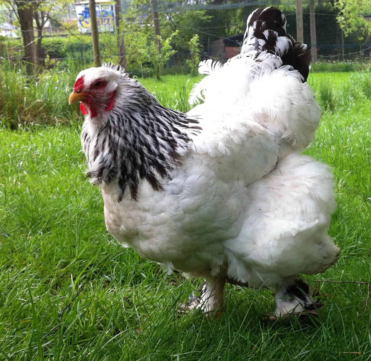 heritage poultry breeds