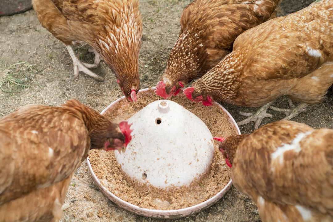 how much feed do chickens eat