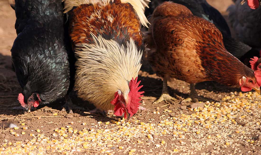 how often should chickens be fed