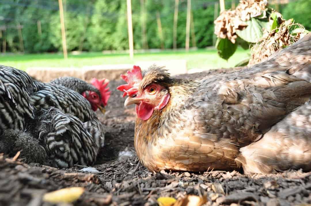 how often should i feed chickens