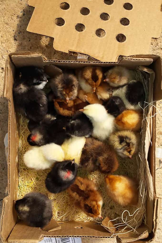 how old are my baby chicks