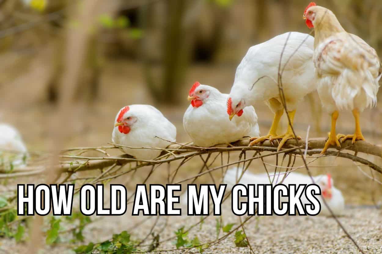 how-old-are-my-chicks