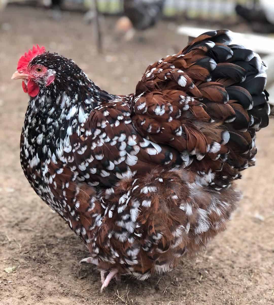 jubilee orpington chicken