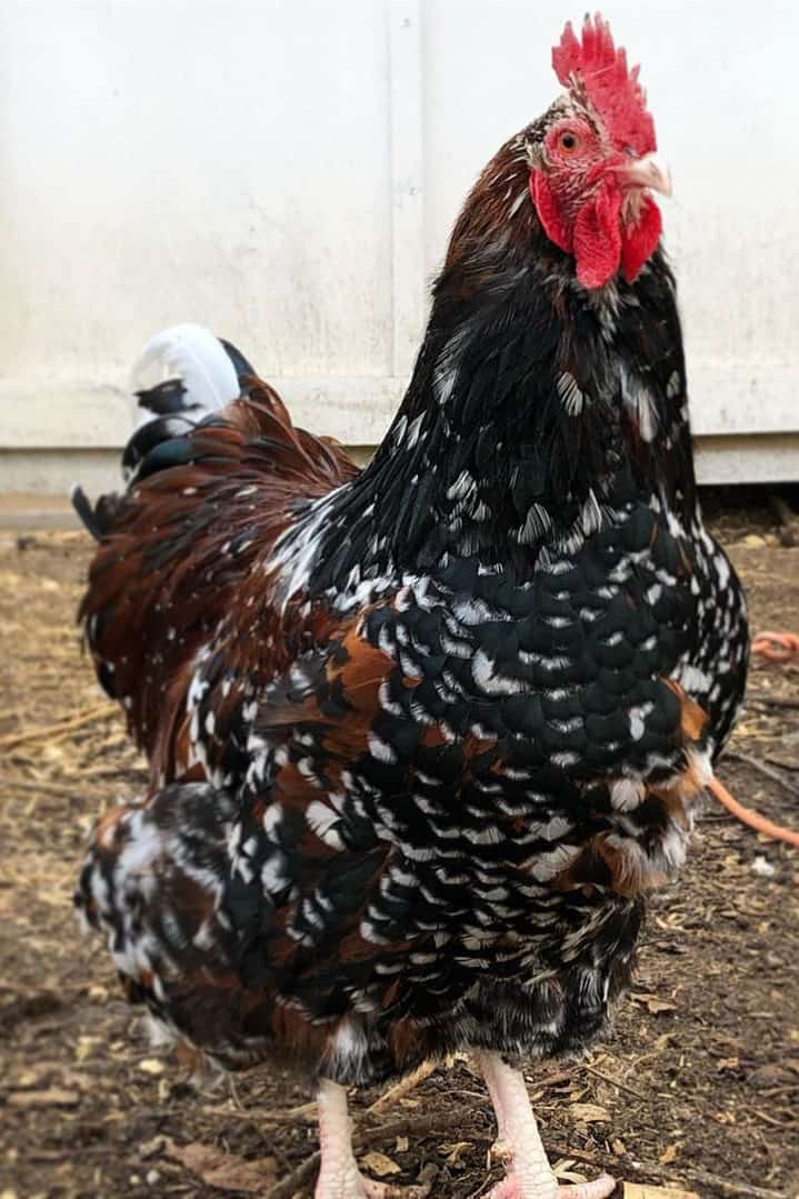 jubilee orpington rooster