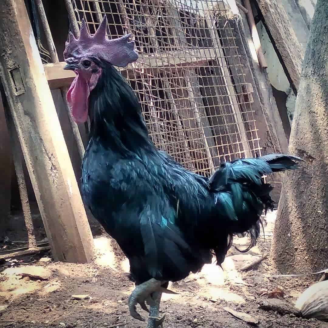 kadaknath chicken