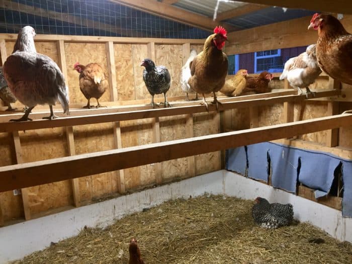 large chicken coop plans free