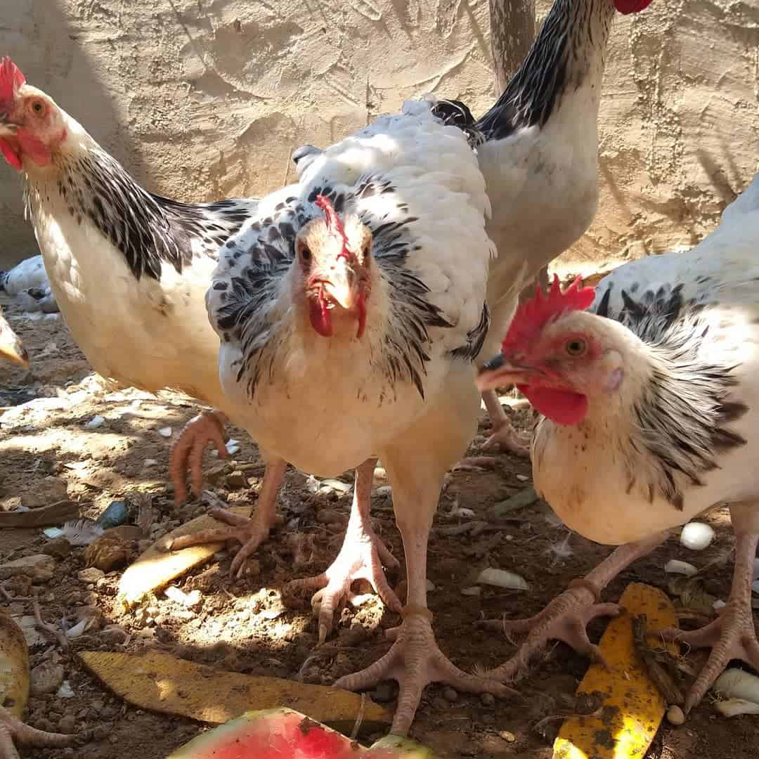 laying hens breeds pictures