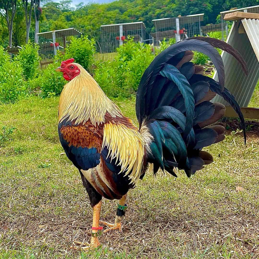 7 Prominent Fighting Chicken Breeds (With Pictures)