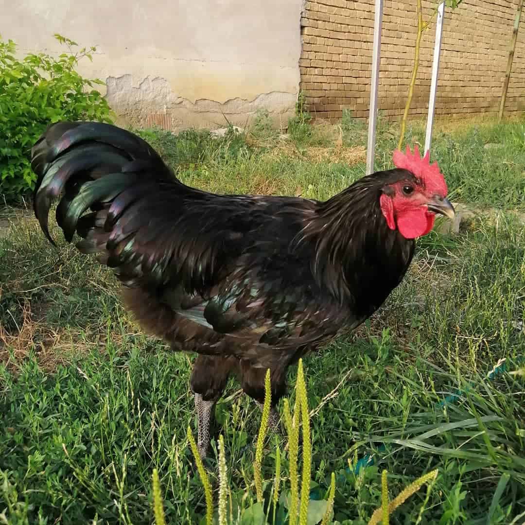 list of heritage breed chickens