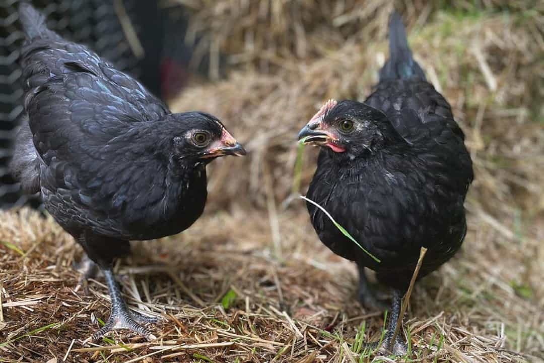 meat and egg chickens