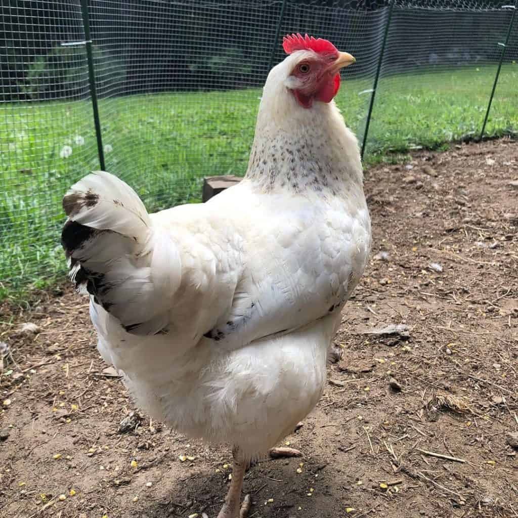Top 11 Dual Purpose Chicken Breeds Best for Eggs & Meat