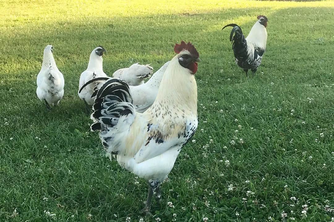 mosaic chicken breed