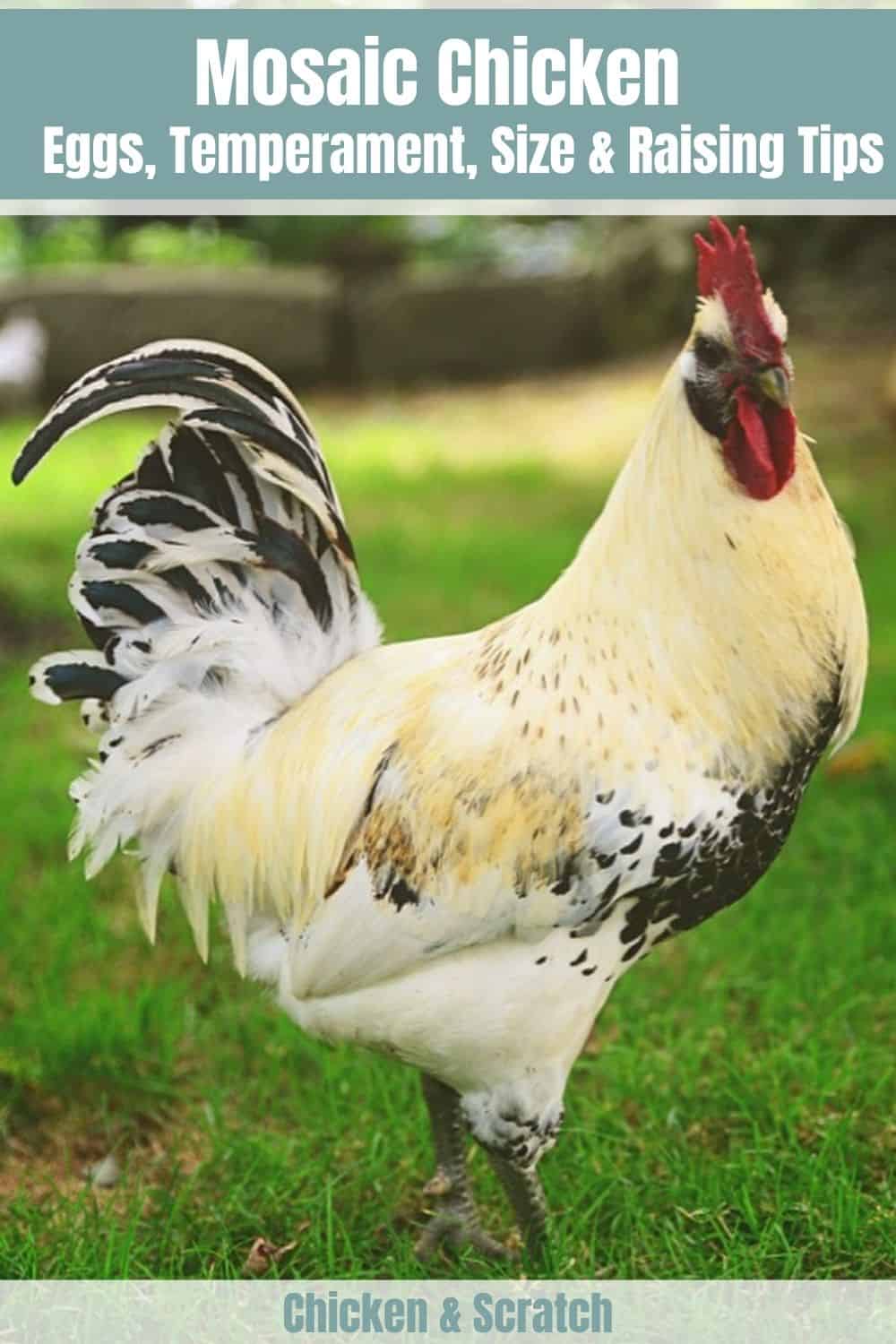 mosaic chicken breed