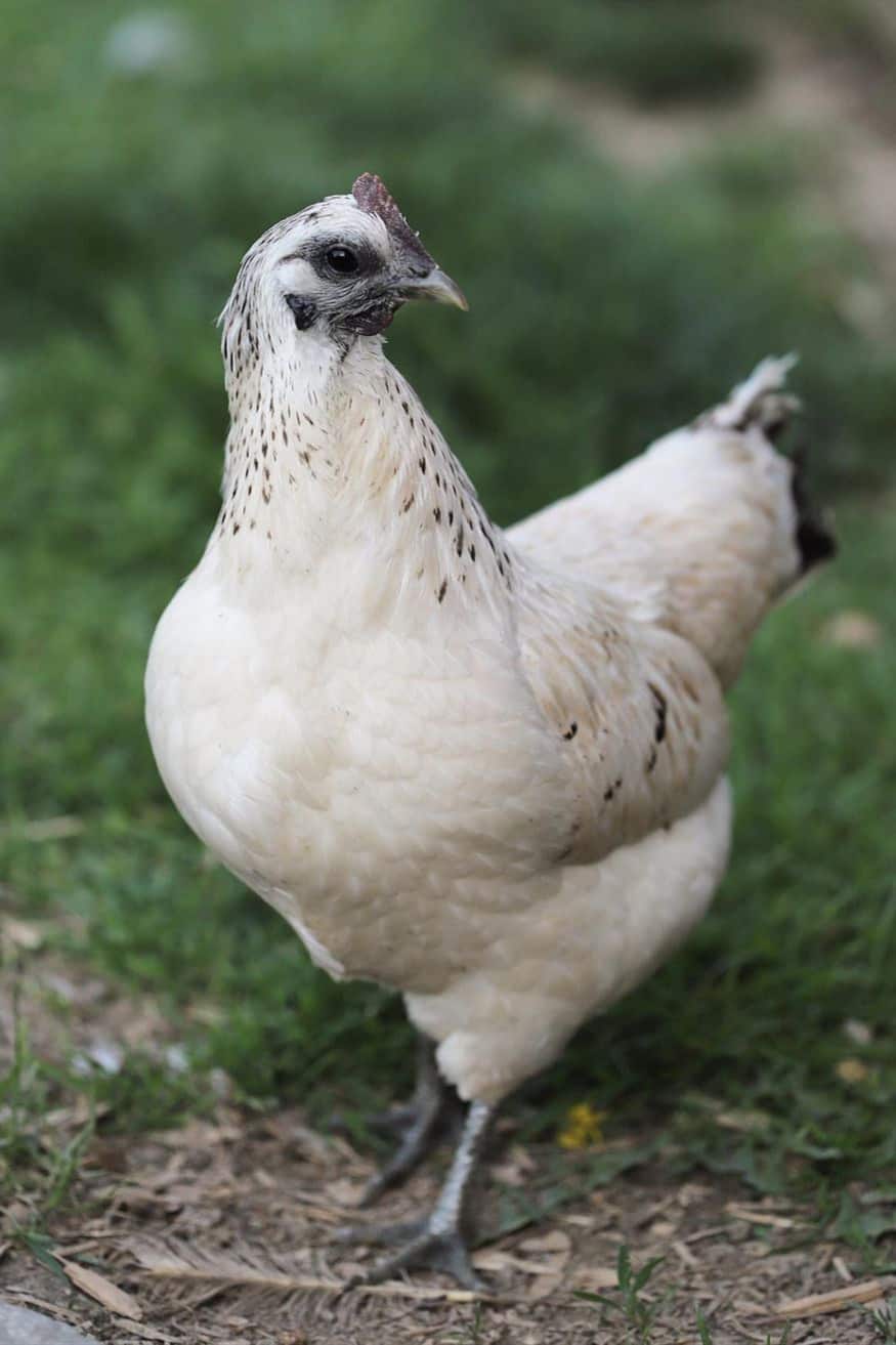 mosaic chicken for sale