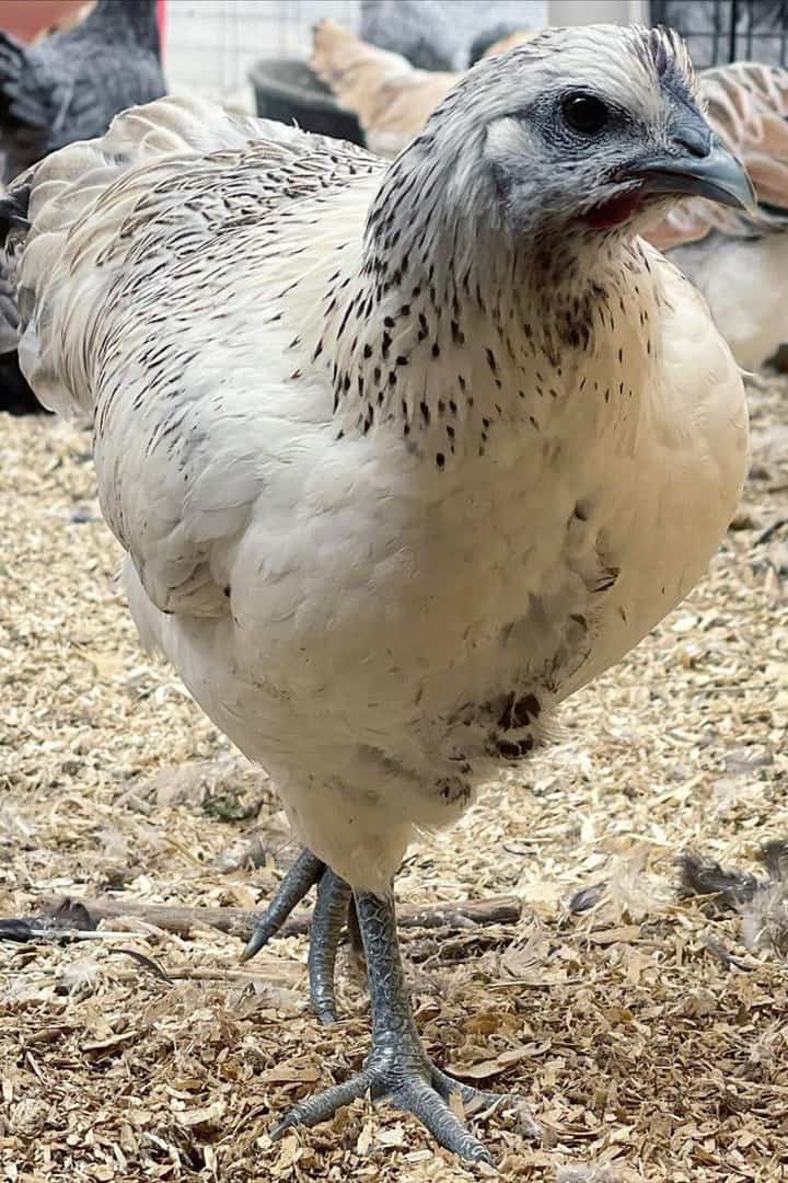 mosaic chicken pattern