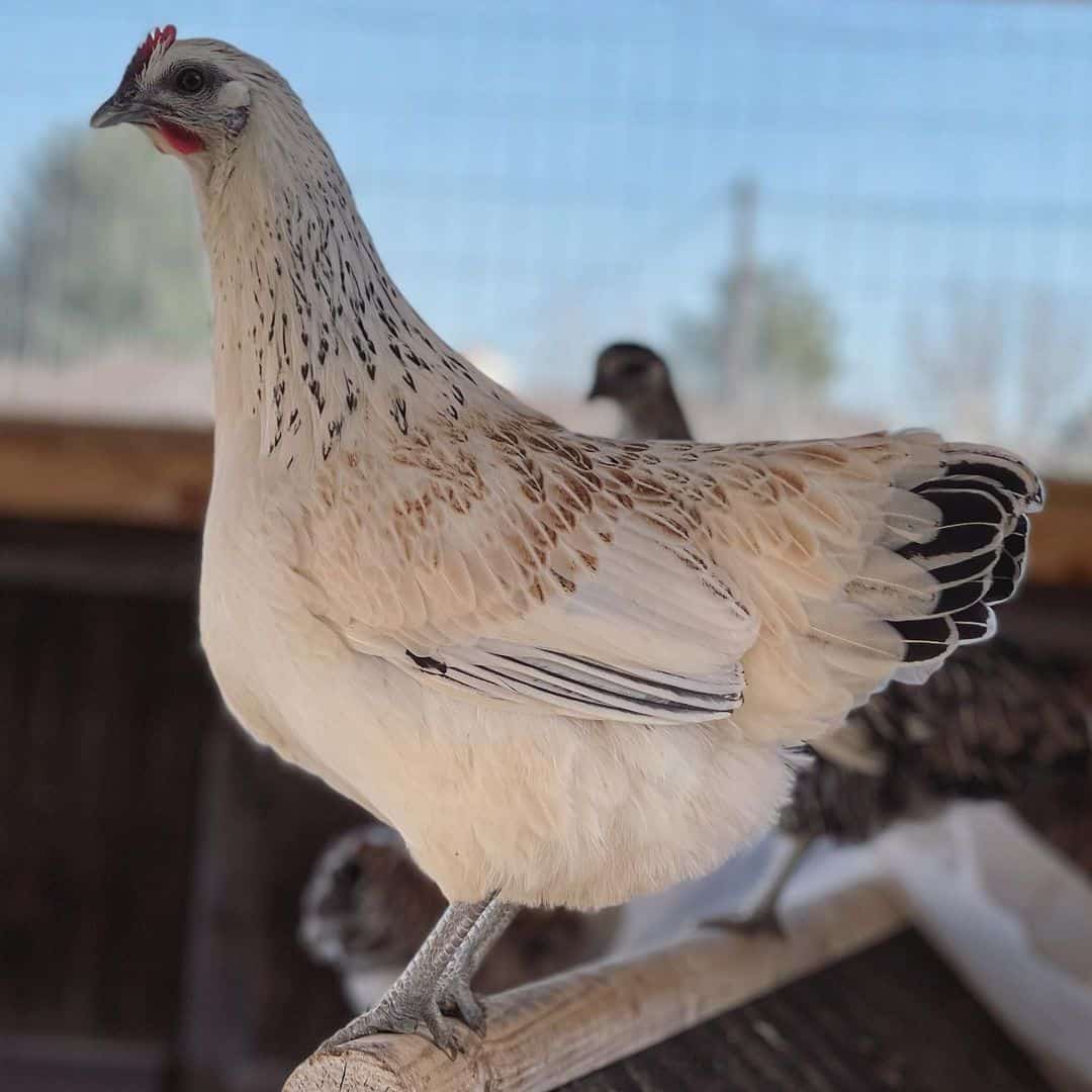 Mosaic Chicken: Eggs, Temperament, Size and Raising Tips