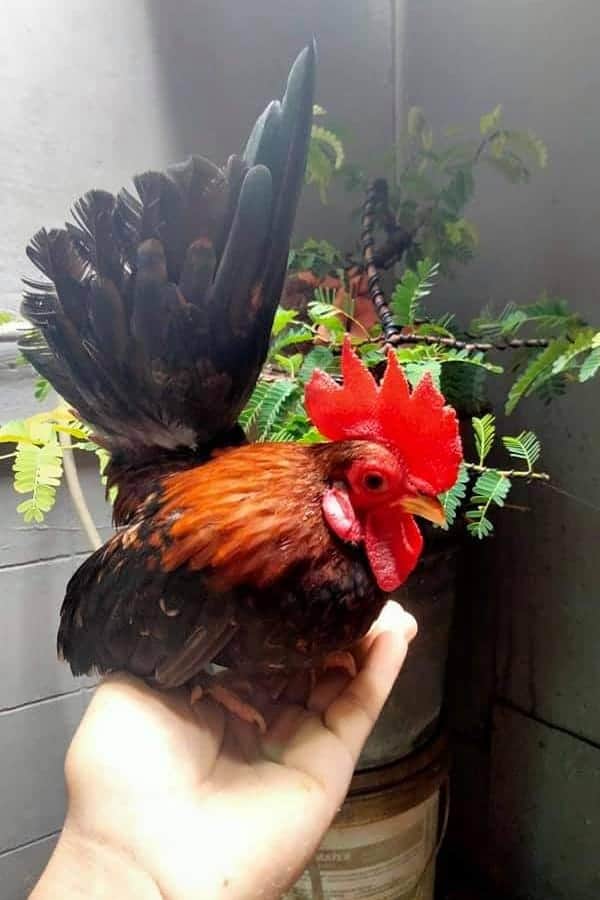 15-most-expensive-chicken-breeds-with-pictures