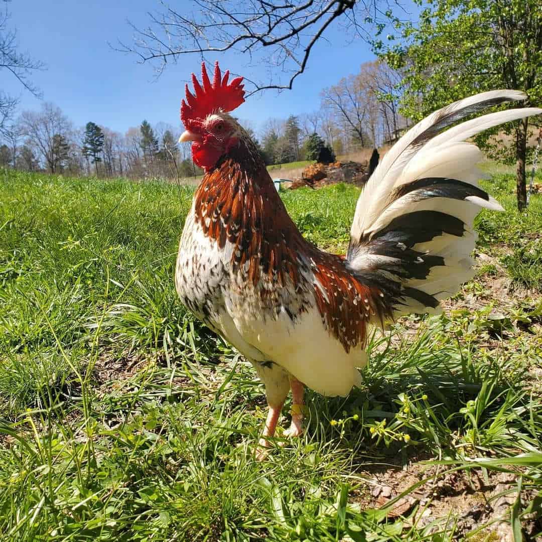 most expensive chicken breed