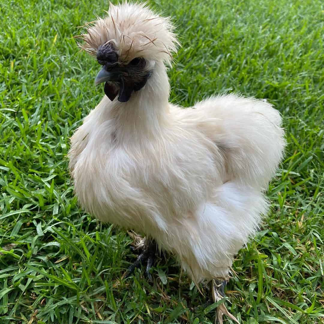 most expensive chicken breed