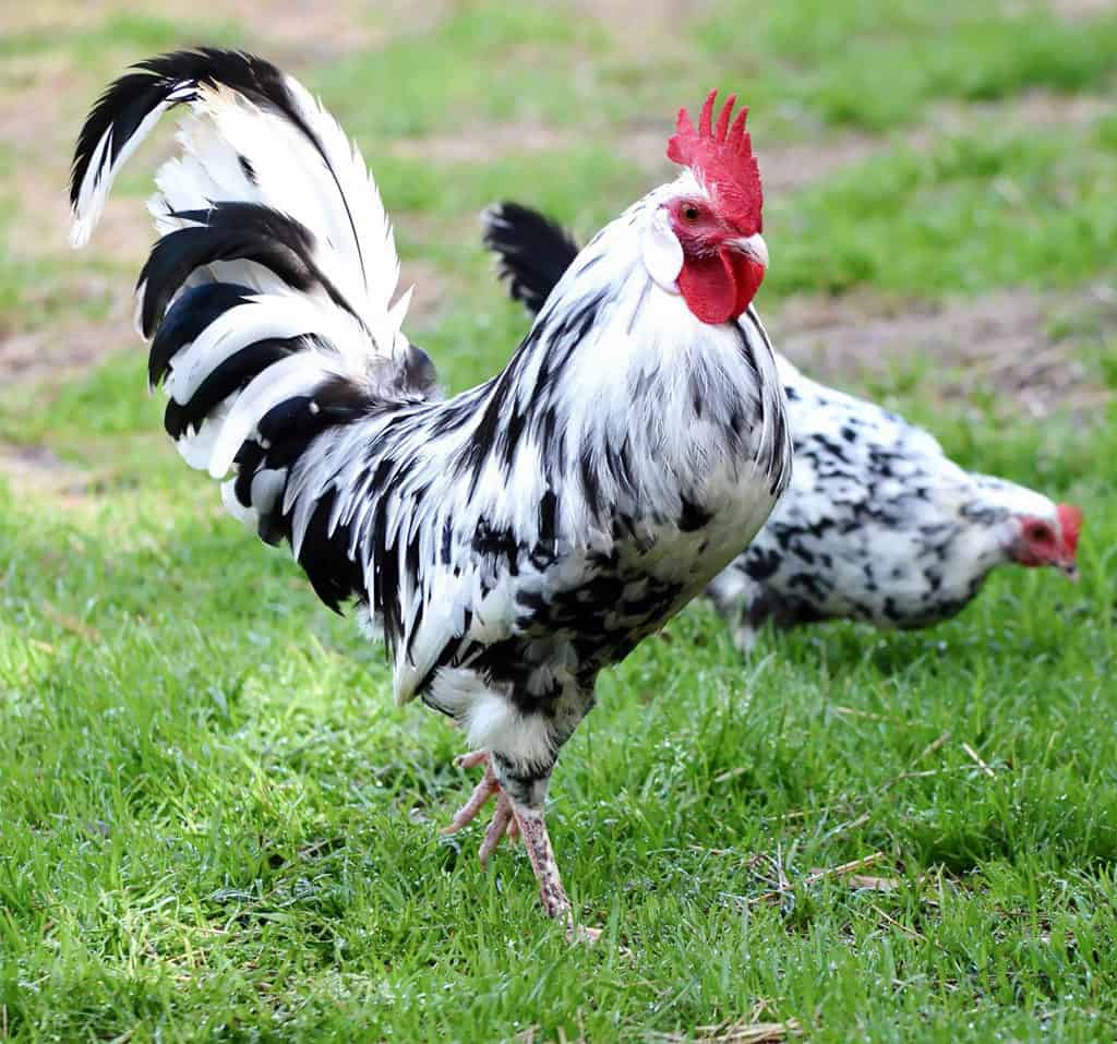 10 of the Most Expensive Chicken Breeds in the World