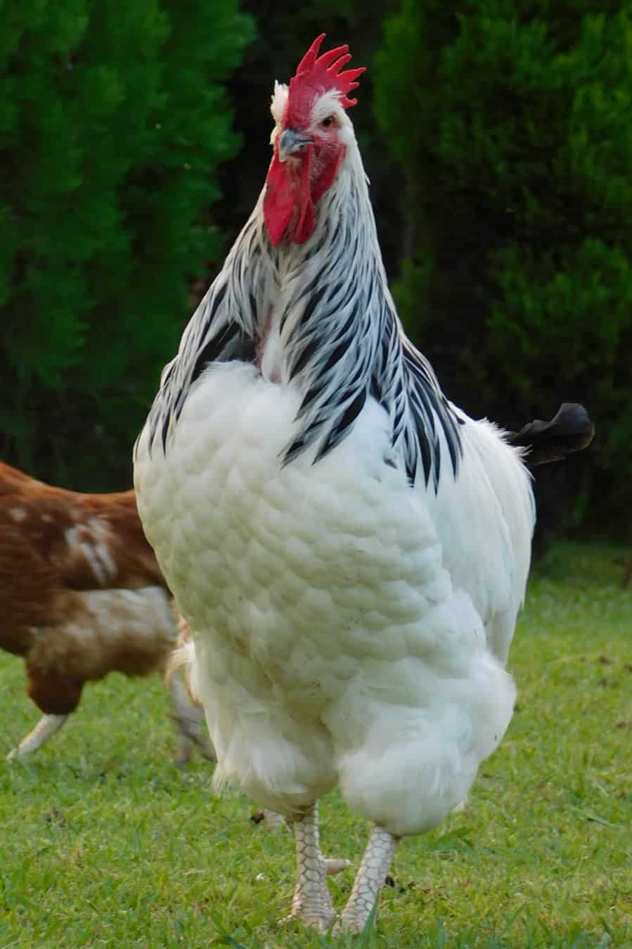 15-most-expensive-chicken-breeds-with-pictures