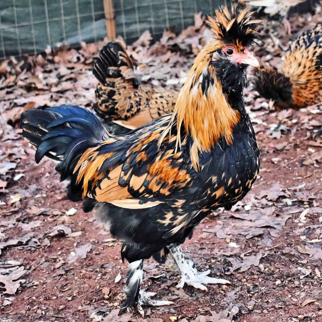 most expensive rooster