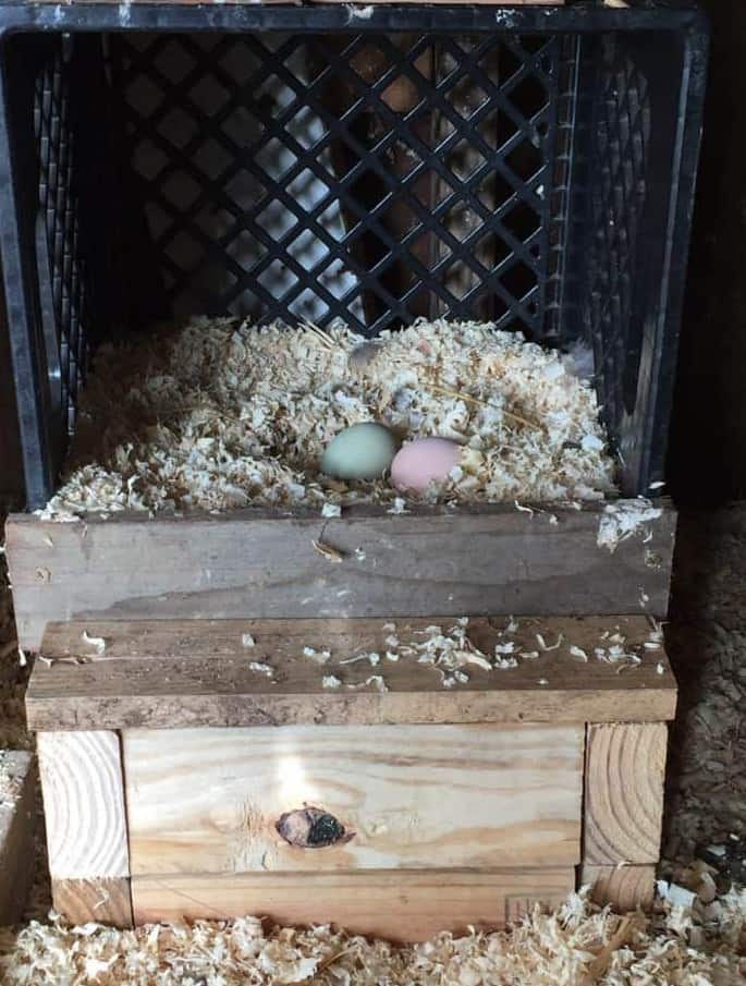 nesting box