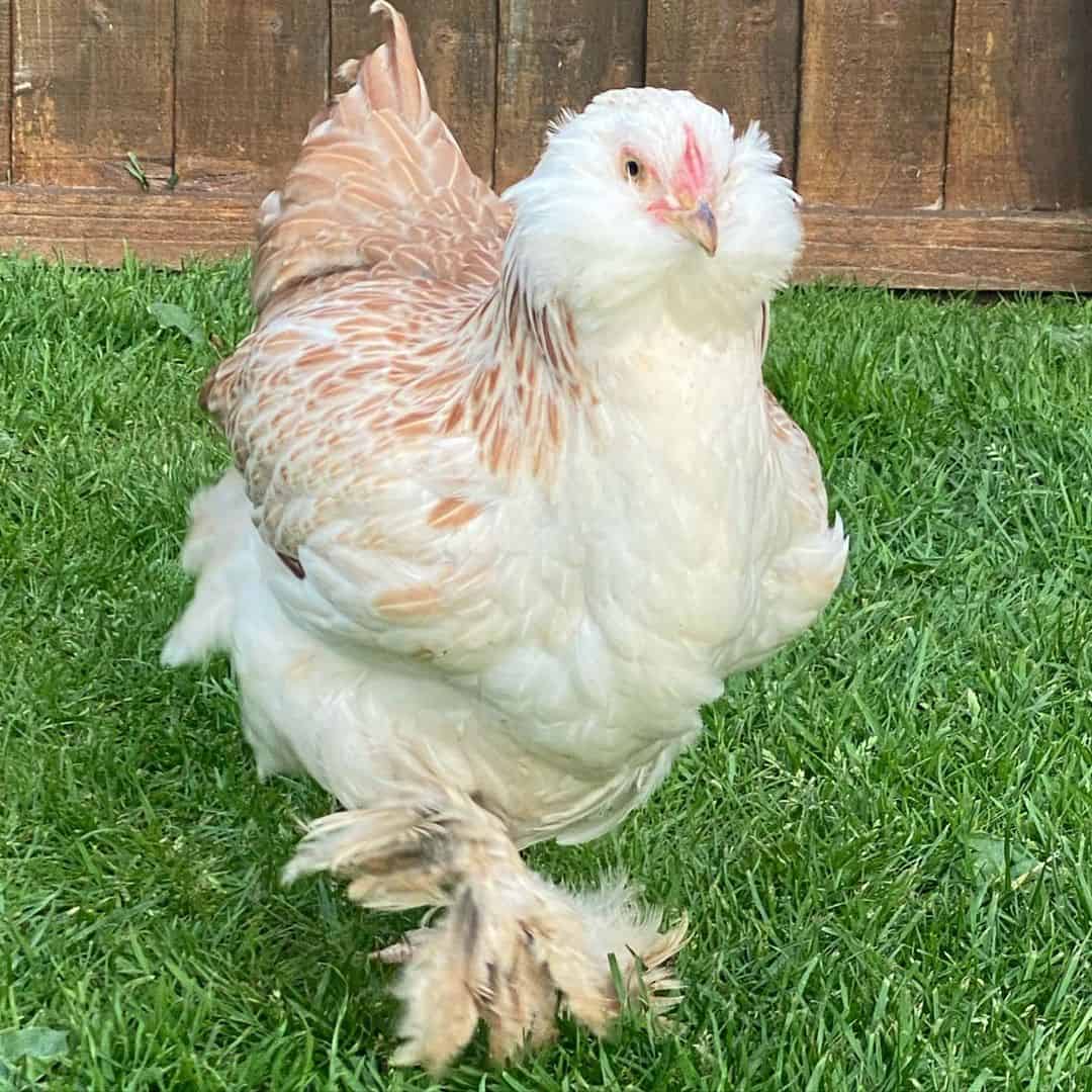 old chicken breeds