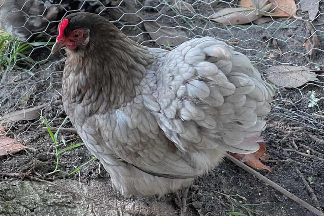 pekin bantam chickens for sale