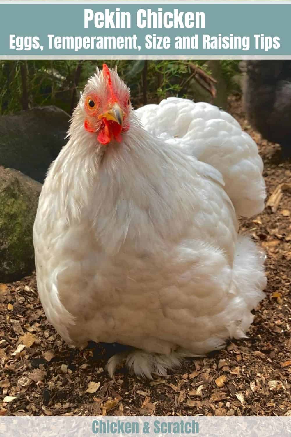 pekin bantams