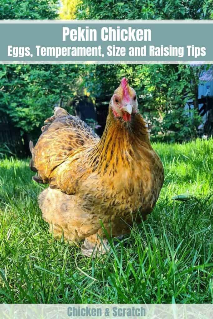 Pekin Chicken Eggs, Temperament, Size and Raising Tips