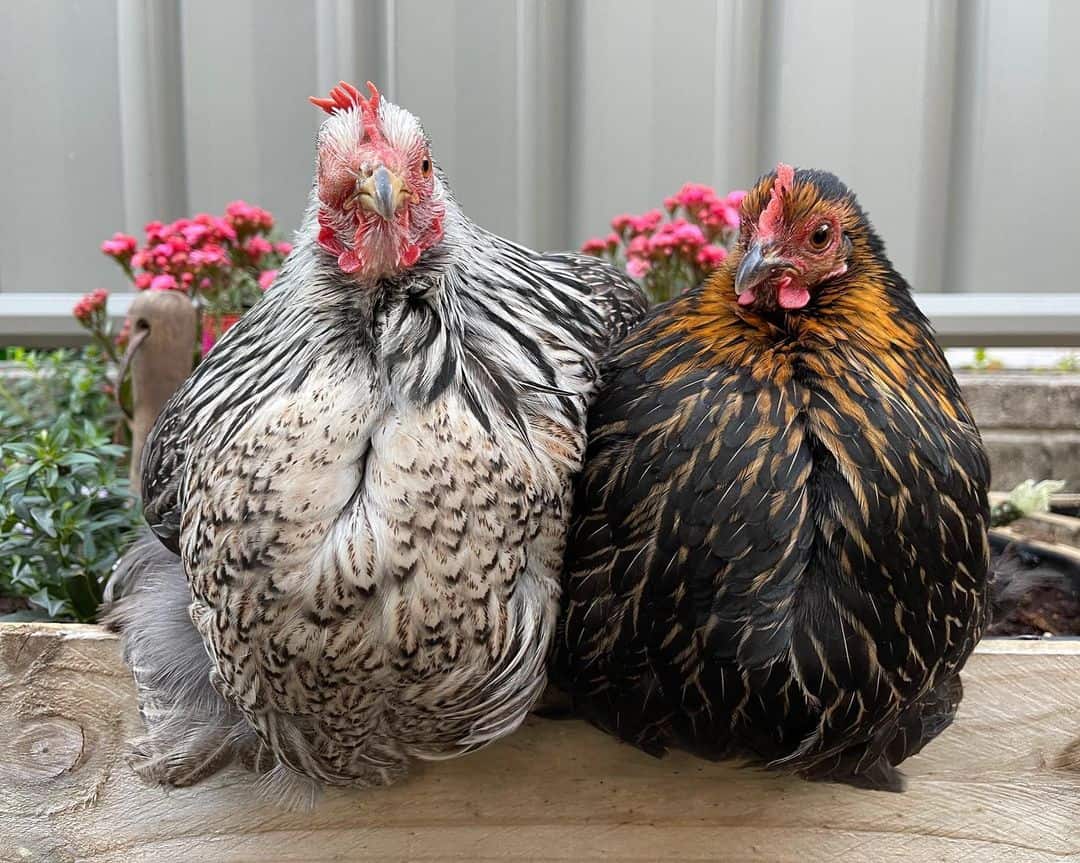 Pekin Bantam Chickens