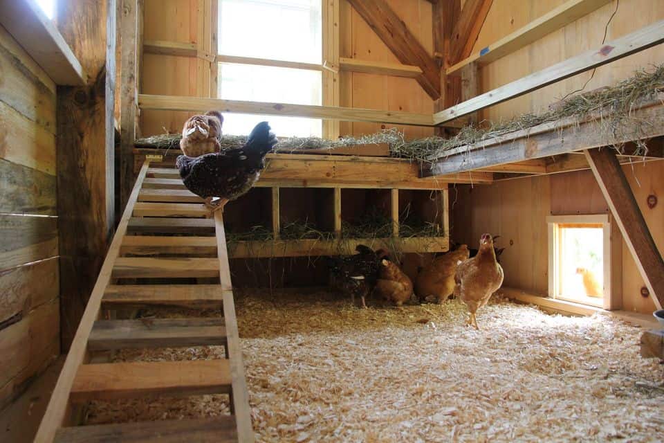10 Free 8x8 Chicken Coop Plans You Can DIY This Weekend 10-free-8x8-chicken-coop-plans-you-can-diy-this-weekend