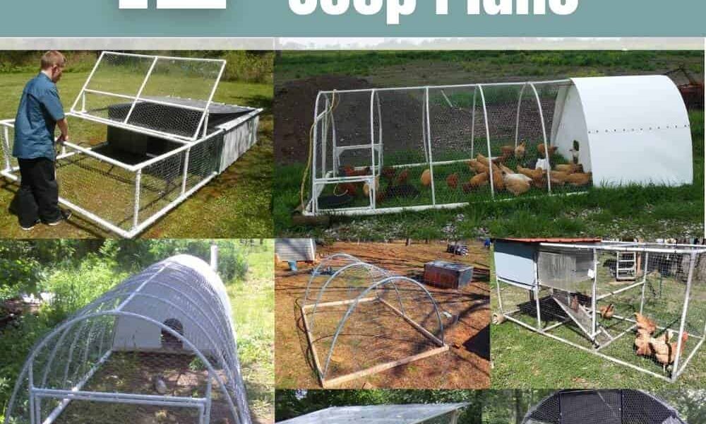 12 Free PVC Chicken Coop Plans That Are Easy to Build