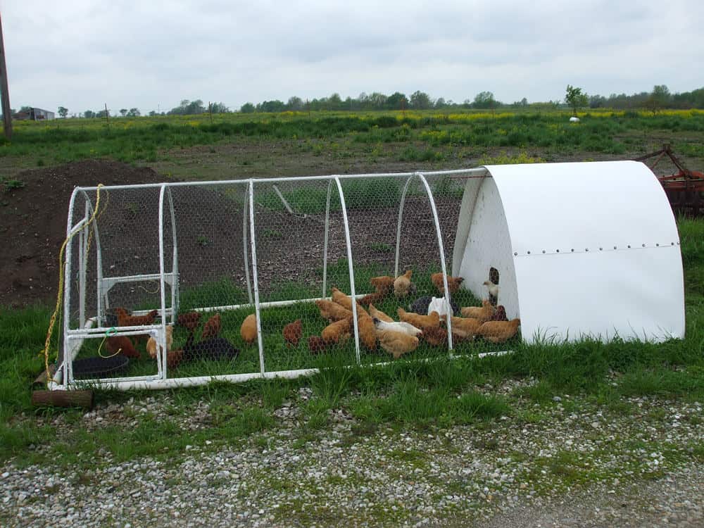 pvc pipe chicken tractor
