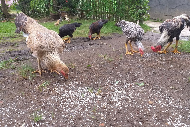 rice for chickens