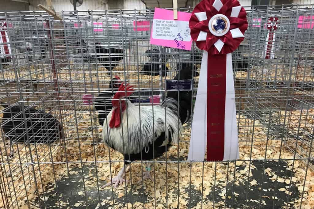 7 Stunning Show Chicken Breeds (with Pictures)