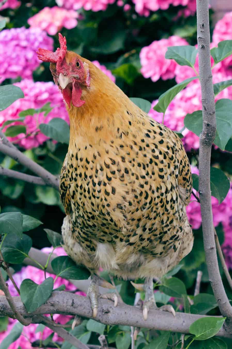 sicilian buttercup chick