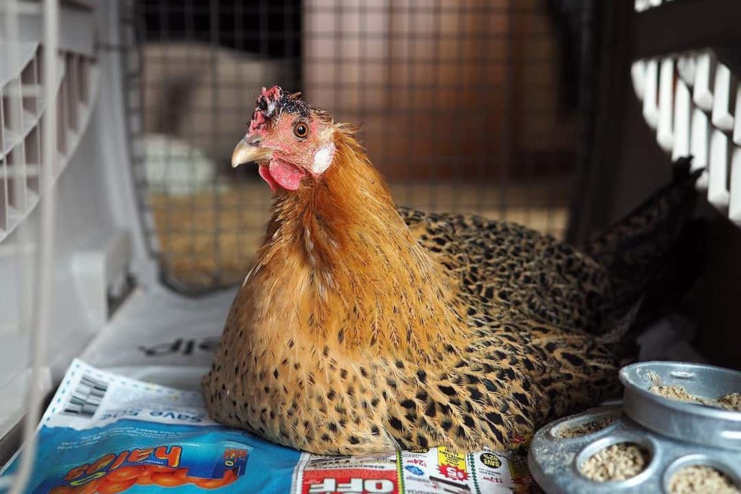 sicilian buttercup chicken facts