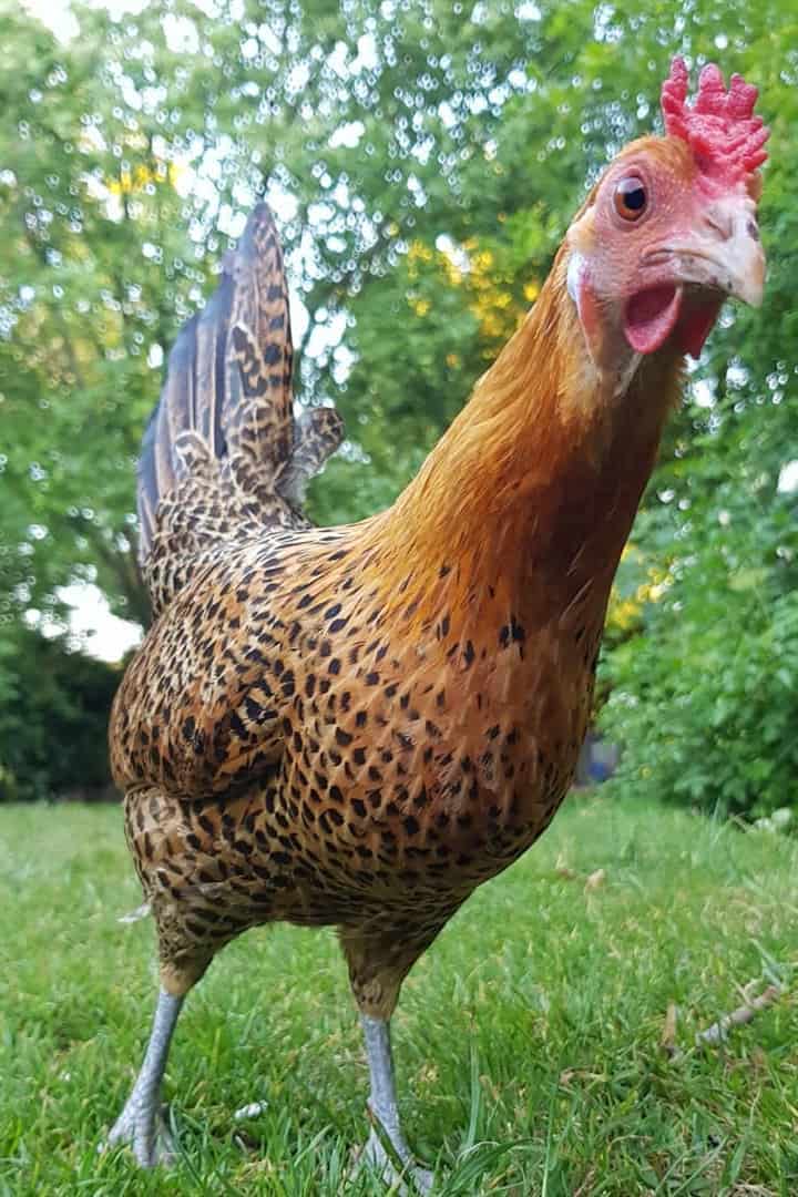 sicilian buttercup hen