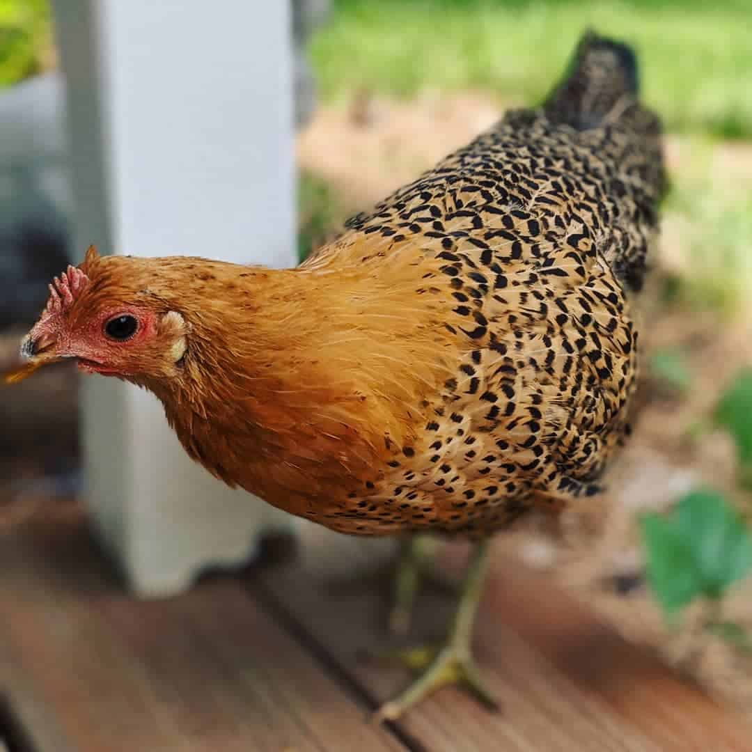 sicilian buttercup pullet