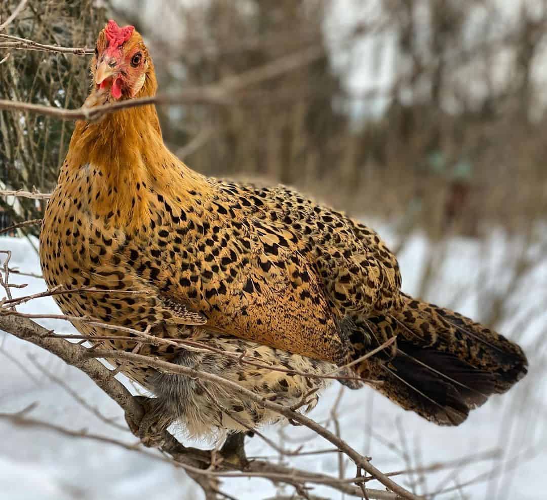 sicilian buttercup rooster