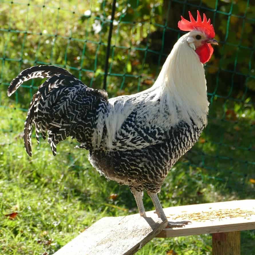 silver campine chicken