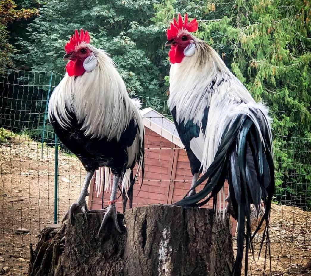 silver-phoenix-chicken
