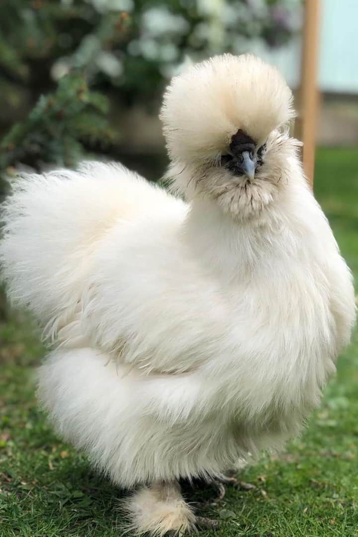 the most expensive chicken
