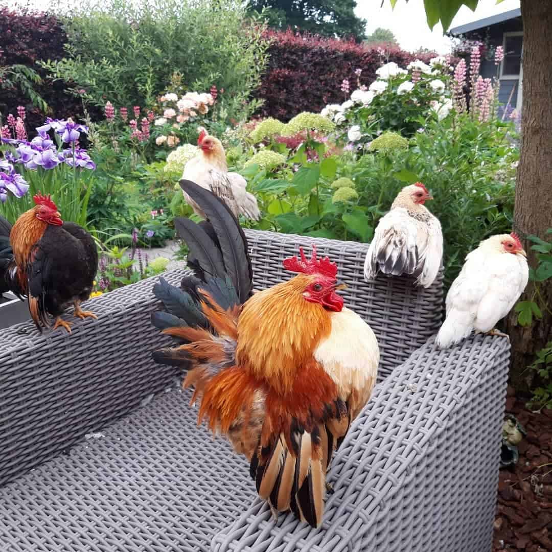 15 Most Expensive Chicken Breeds (With Pictures)