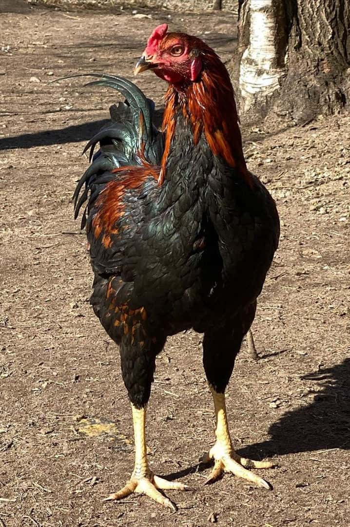 Fighting Rooster Breed Chart